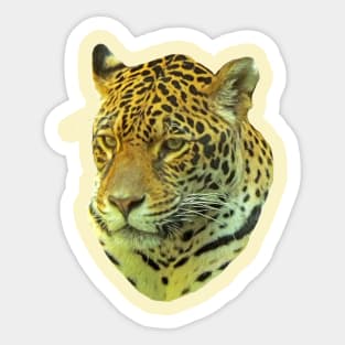 Jaguar portrait Sticker